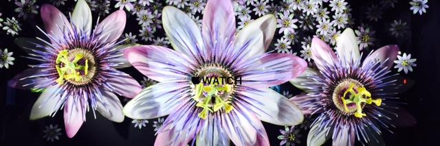sarah_wall's profile banner image