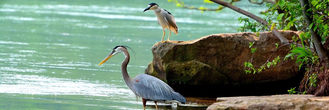 Patricia Erwin banner