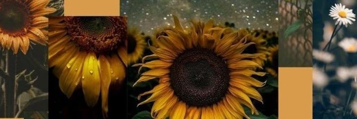 RoxyRamirezOk's profile banner image