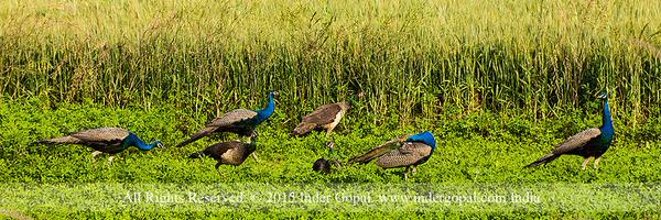 indergopal Profile Banner