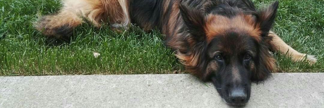 StefaninoReal's profile banner image