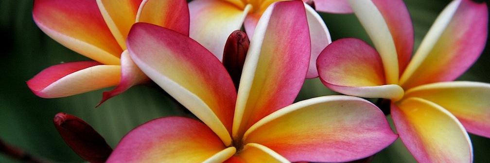 joyce85212's profile banner image