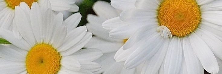 FatoooQ's profile banner image