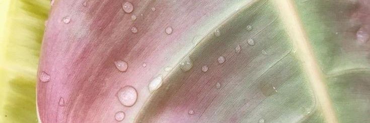 bloomfourth's profile banner image