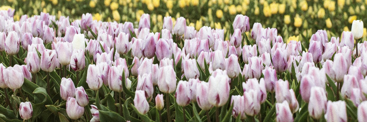 Onos Flower Farms 🚜 banner