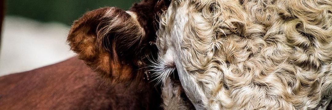 Matt W. Marquardt banner