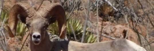 Ricardo Prieto®️ 😎 🧀 banner