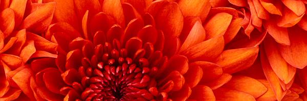 Dementia_Hub Profile Banner