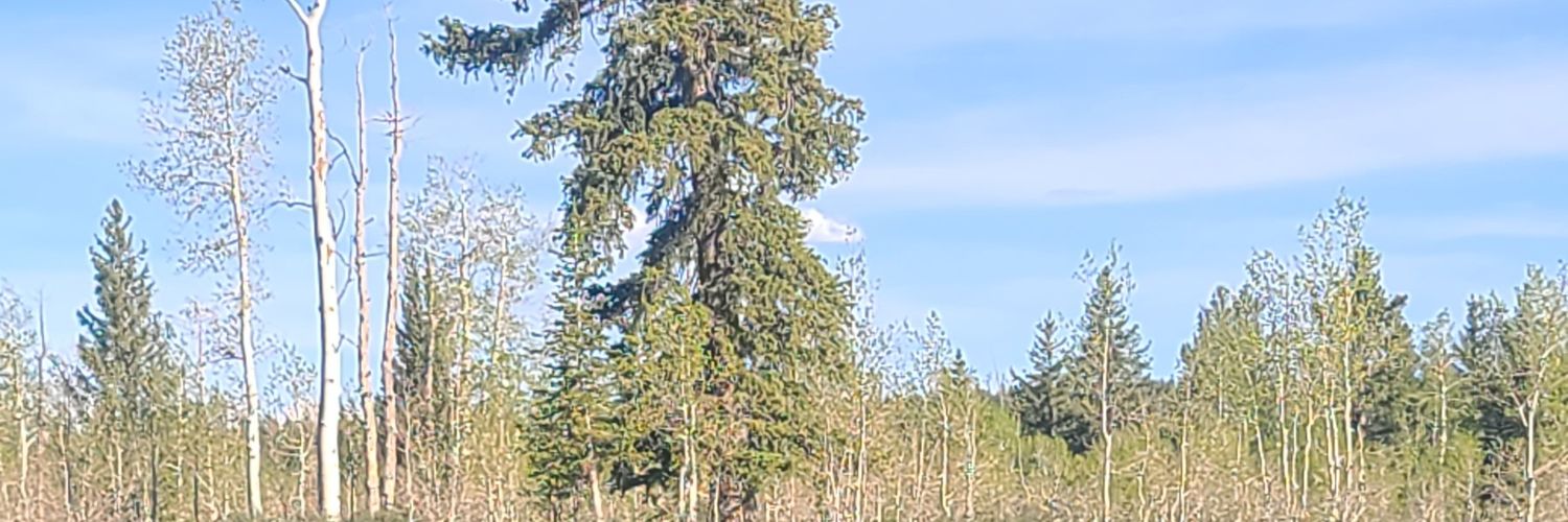 December_Blues's profile banner image