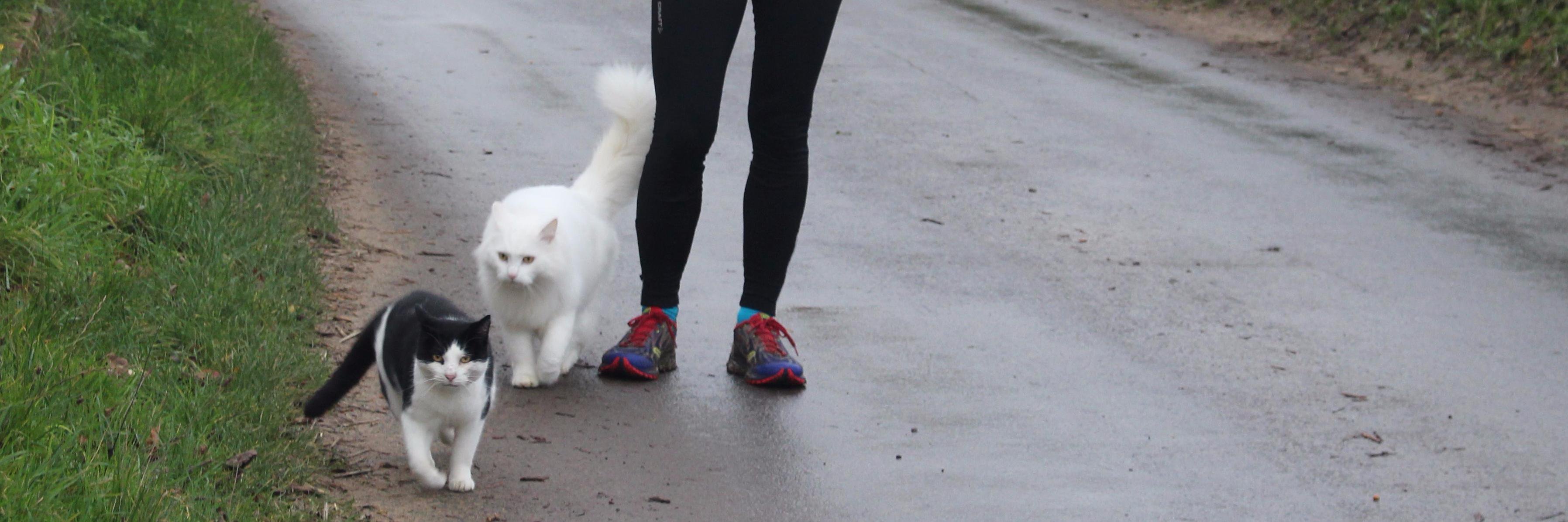 coastalrunner's profile banner image