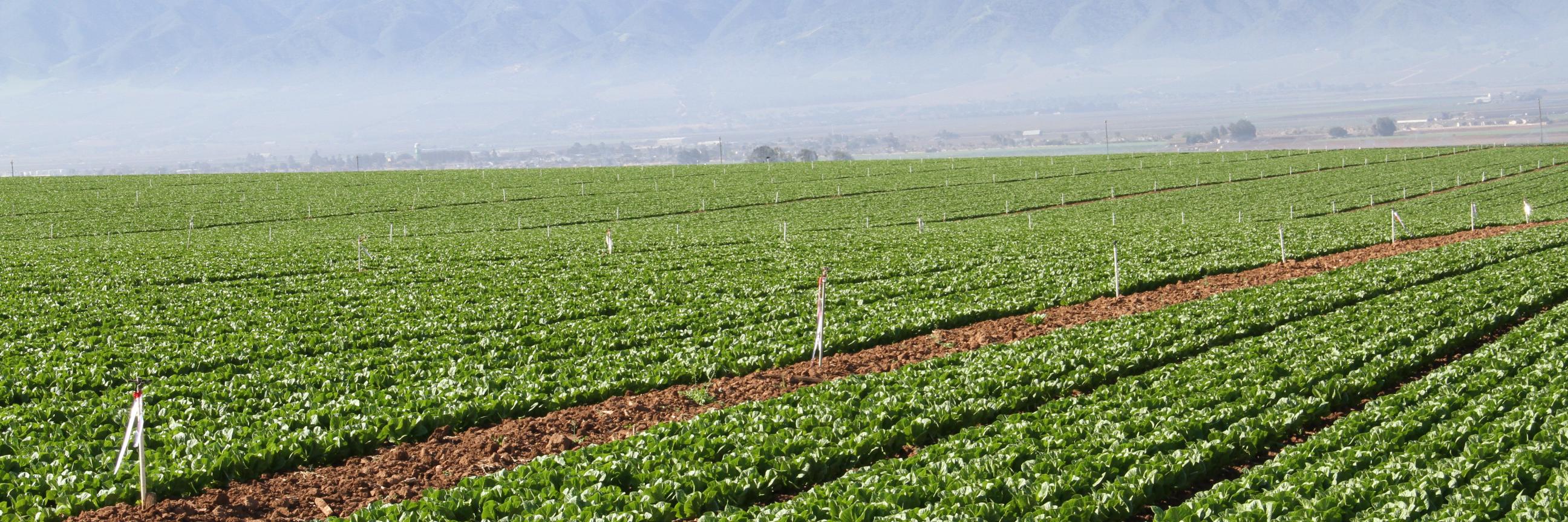 Shimat Joseph banner