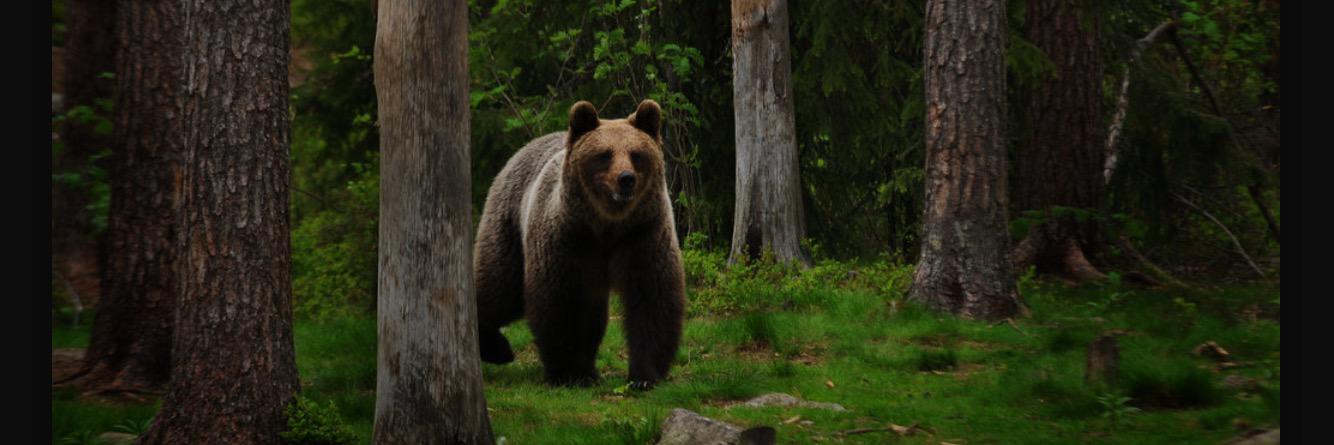bearfeear's profile banner image