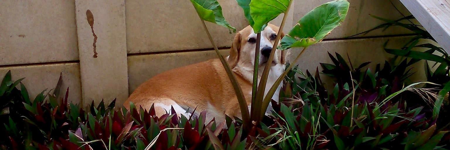 Pablo banner
