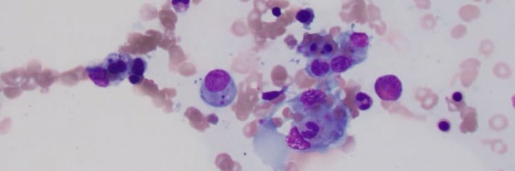 Alexandra Rezazadeh, MD banner