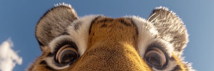 _caco's profile banner image