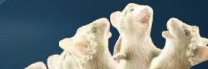 casey no banner