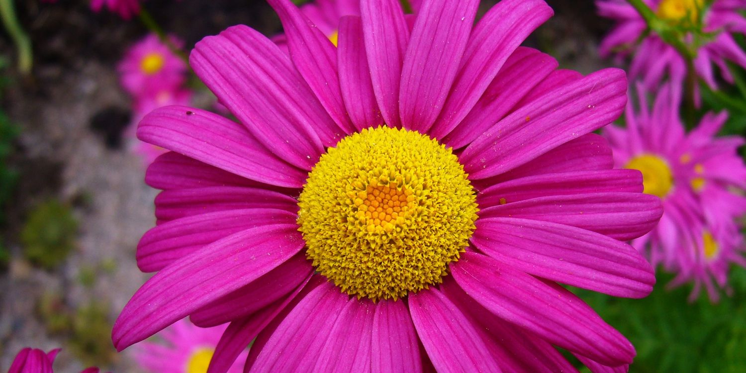 Balcony Garden Web banner