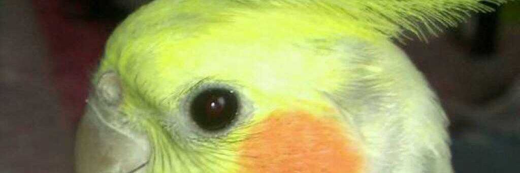 tuki19562's profile banner image
