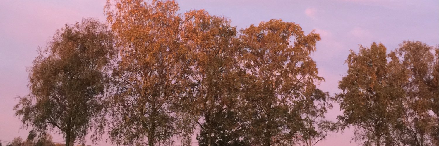 ingelaureyns's profile banner image