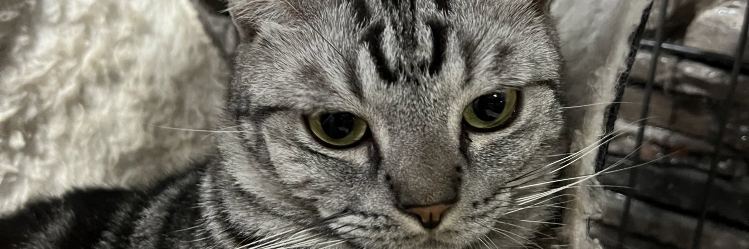 NeverKiasu's profile banner image