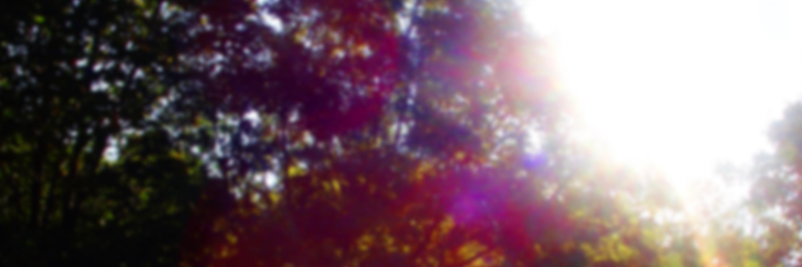 DogCatTrumpet's profile banner image