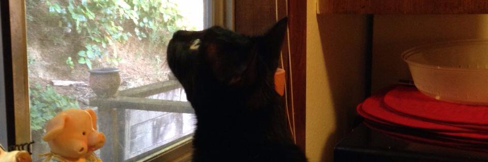 Jorge Ballena banner