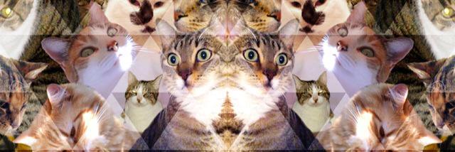 Catty banner