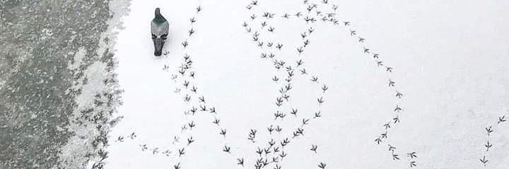 palomxmega's profile banner image