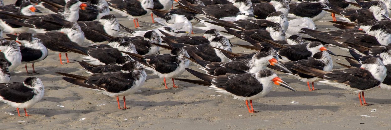 ncbirdingtrail's profile banner image