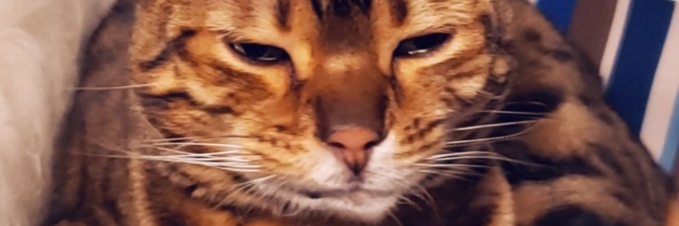 Wolfgodesss's profile banner image