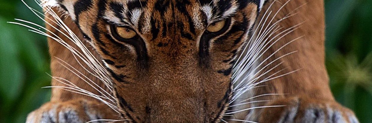 jeropourtau's profile banner image