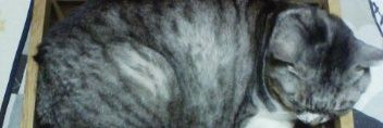 Pooh_miya's profile banner image