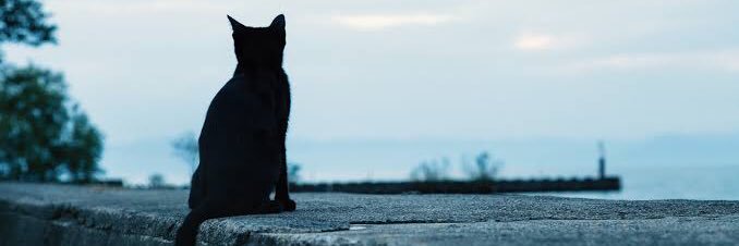 neko_alter96's profile banner image