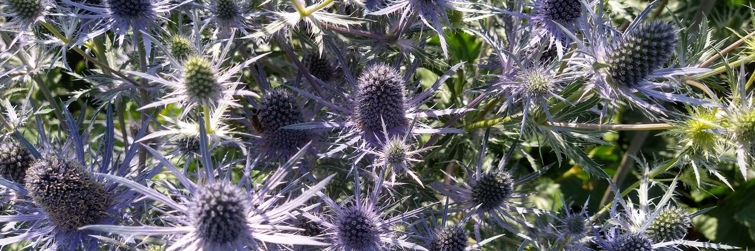 Adrie Klaasse Bos banner