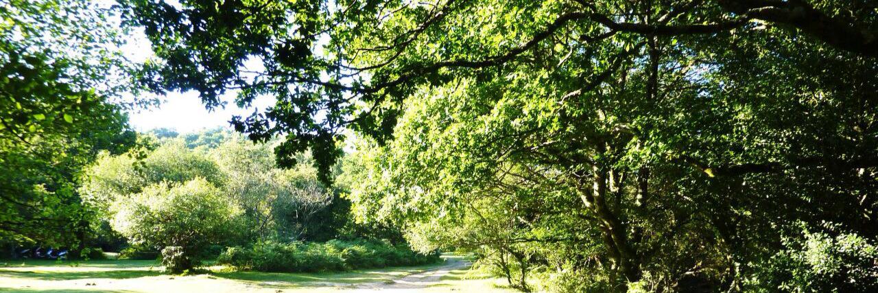 Bethany Partridge banner