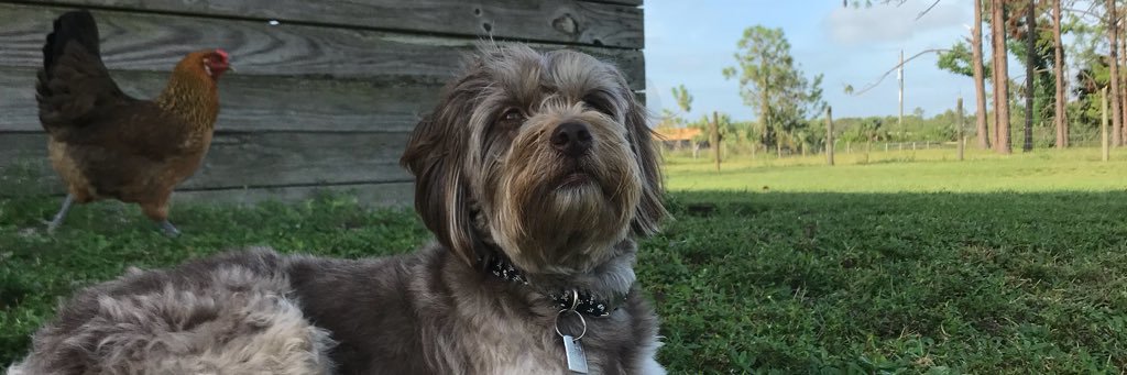 sarahstanek's profile banner image
