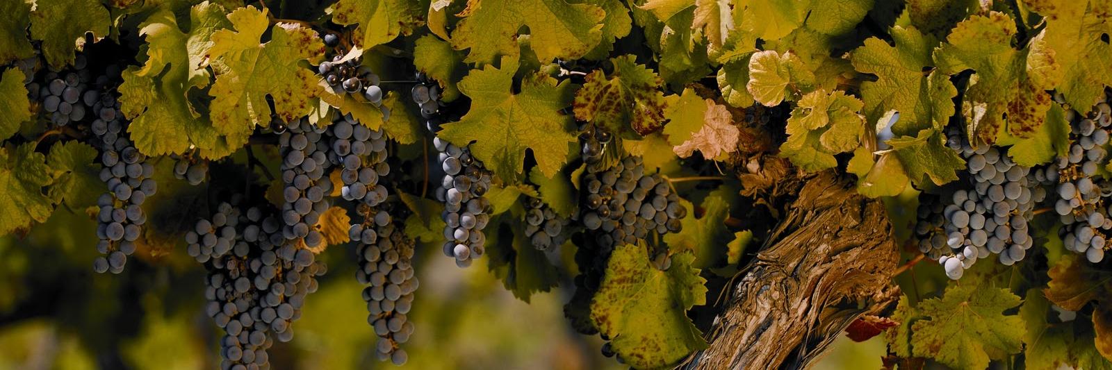 AlimentosFusari's profile banner image