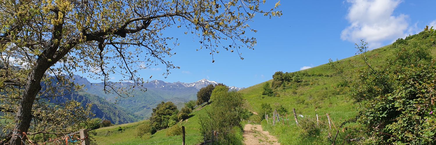laurisansan's profile banner image