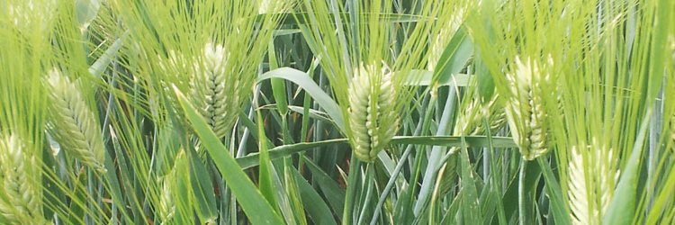 Plant Registrations banner