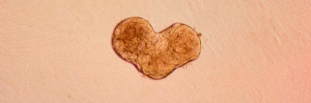 VirginiaGiolito's profile banner image