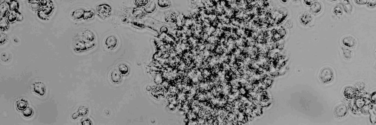 Marina Bondareva banner