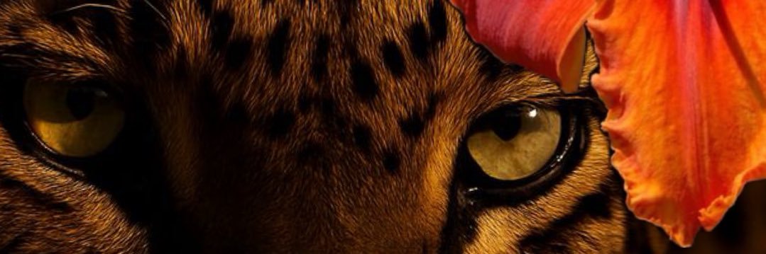estersantosr's profile banner image
