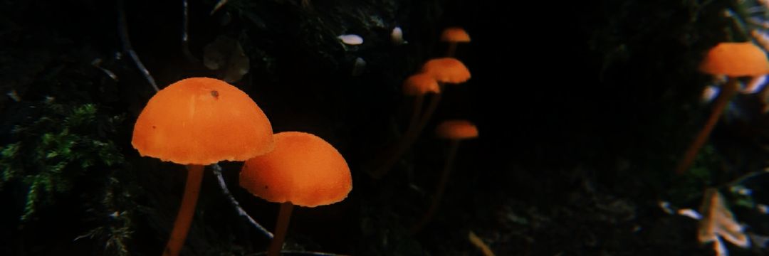 drewberrytripp's profile banner image