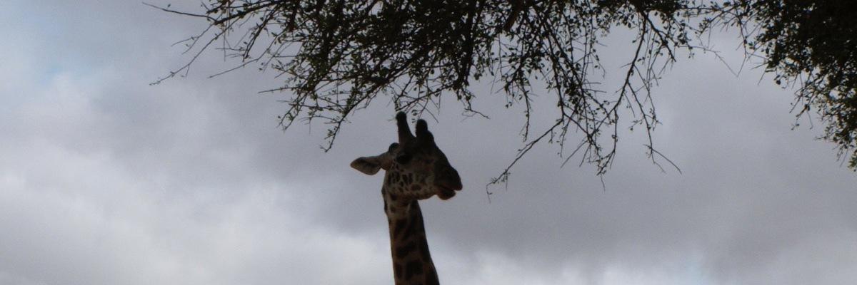 trukot's profile banner image