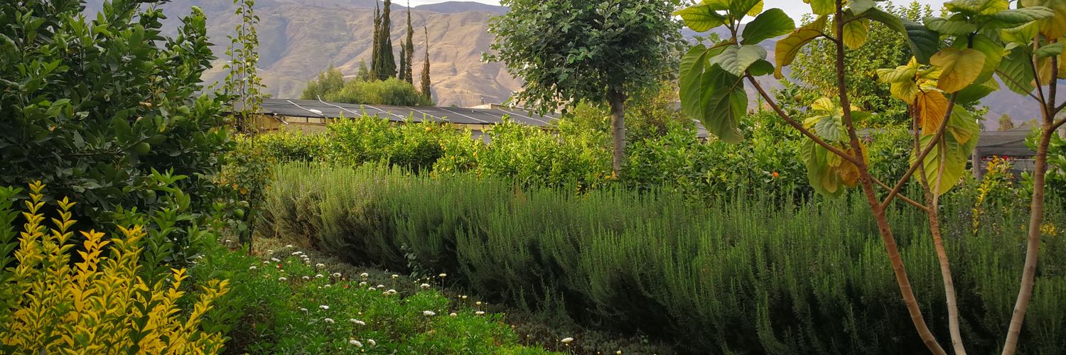 Mauricio Noya banner