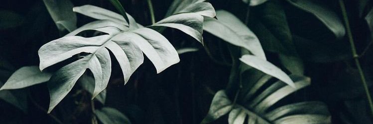 joceyyang's profile banner image