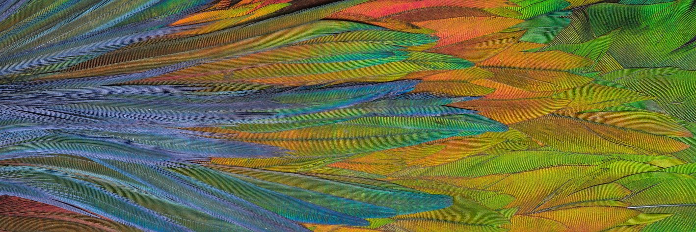 MacrobirdEvol's profile banner image