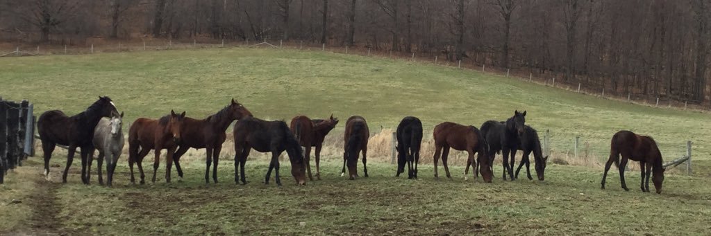 EquestrianSara's profile banner image