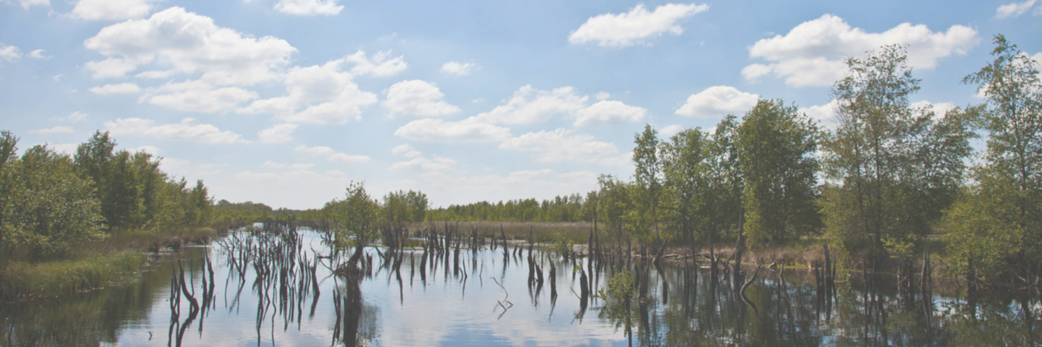 Bargerveen's profile banner image