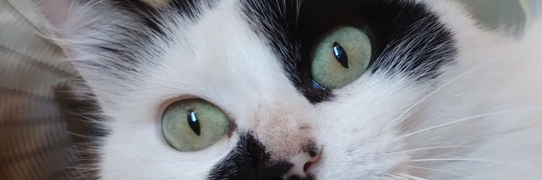 LuuBeleen10's profile banner image